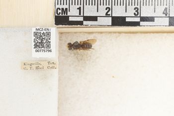Media type: image;   Entomology 775796 Aspect: Labels